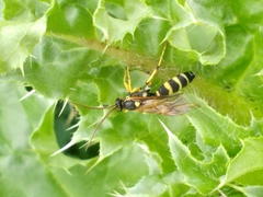 Ichneumon ambulatorius