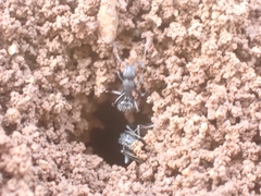 Camponotus aegaeus