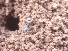 Camponotus aegaeus