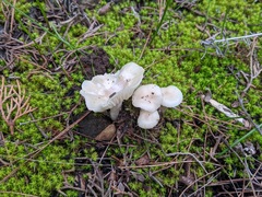 Cuphophyllus virgineus