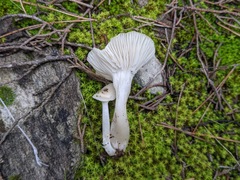 Cuphophyllus virgineus