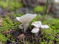 Cuphophyllus virgineus