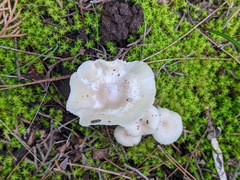 Cuphophyllus virgineus