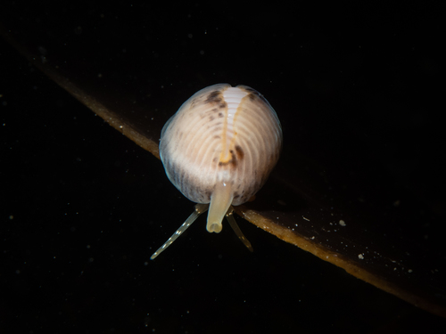 Northern Cowrie, Newquay, photo 6 of 10