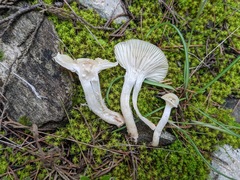 Cuphophyllus virgineus