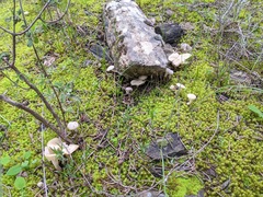 Cuphophyllus virgineus