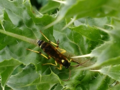 Ichneumon ambulatorius