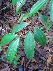 Caryodaphnopsis burgeri