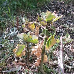 Kalanchoe carnea