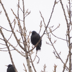 Sturnus unicolor