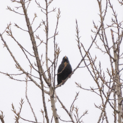 Sturnus unicolor