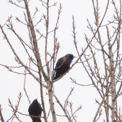 Sturnus unicolor