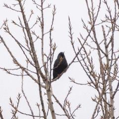 Sturnus unicolor