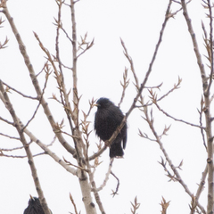 Sturnus unicolor
