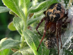 Larinioides suspicax