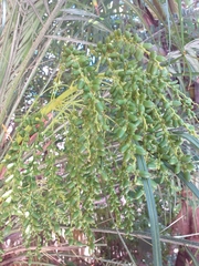Phoenix roebelenii