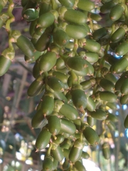 Phoenix roebelenii