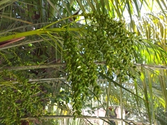 Phoenix roebelenii