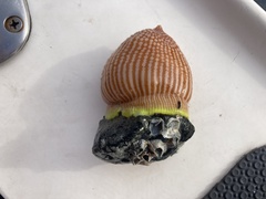 Bunodactis chrysobathys