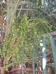 Phoenix roebelenii
