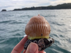 Bunodactis chrysobathys