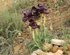 Iris petrana
