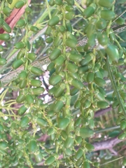 Phoenix roebelenii