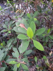 Fouquieriaceae
