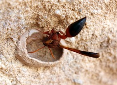 Delta dimidiatipenne