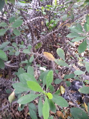 Fouquieriaceae