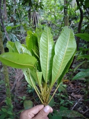 Chromolucuma cespedesiiformis