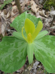 Trillium luteum