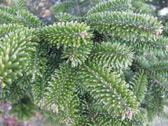 Abies fraseri