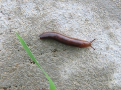 Geomalacus anguiformis