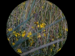 Bidens laevis