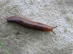 Geomalacus anguiformis