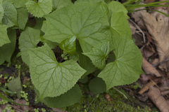 Parasenecio auriculatus