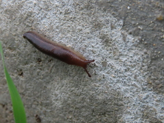 Geomalacus anguiformis