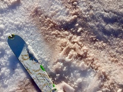 Chlamydomonas nivalis