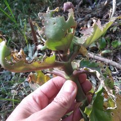 Kalanchoe carnea