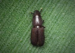 Rhyncolus elongatus