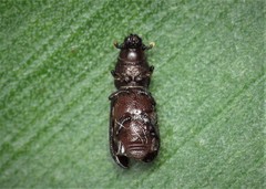 Rhyncolus elongatus