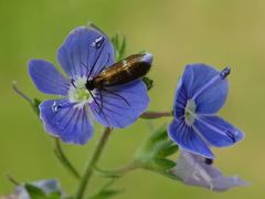 Cauchas fibulella
