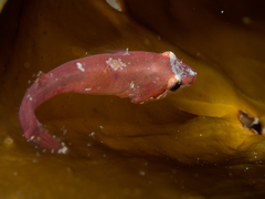 Apletodon dentatus