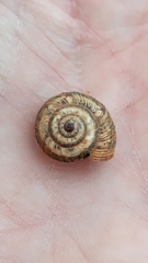 Xerosecta reboudiana