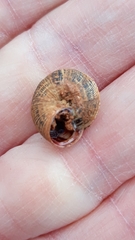 Xerosecta reboudiana