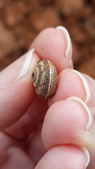 Xerosecta reboudiana
