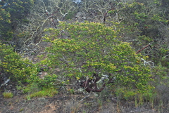 Arctostaphylos purissima purissima