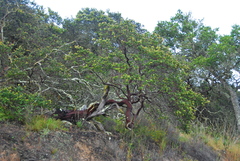 Arctostaphylos purissima purissima