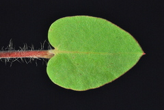 Arctostaphylos purissima purissima